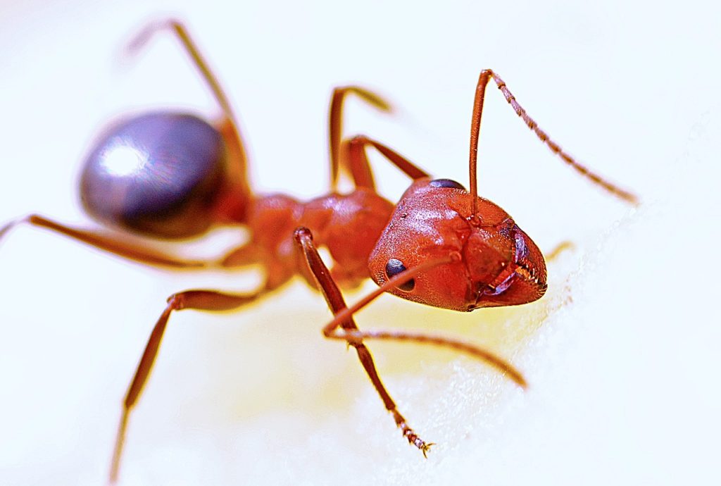 ant, macro, insect-564617.jpg