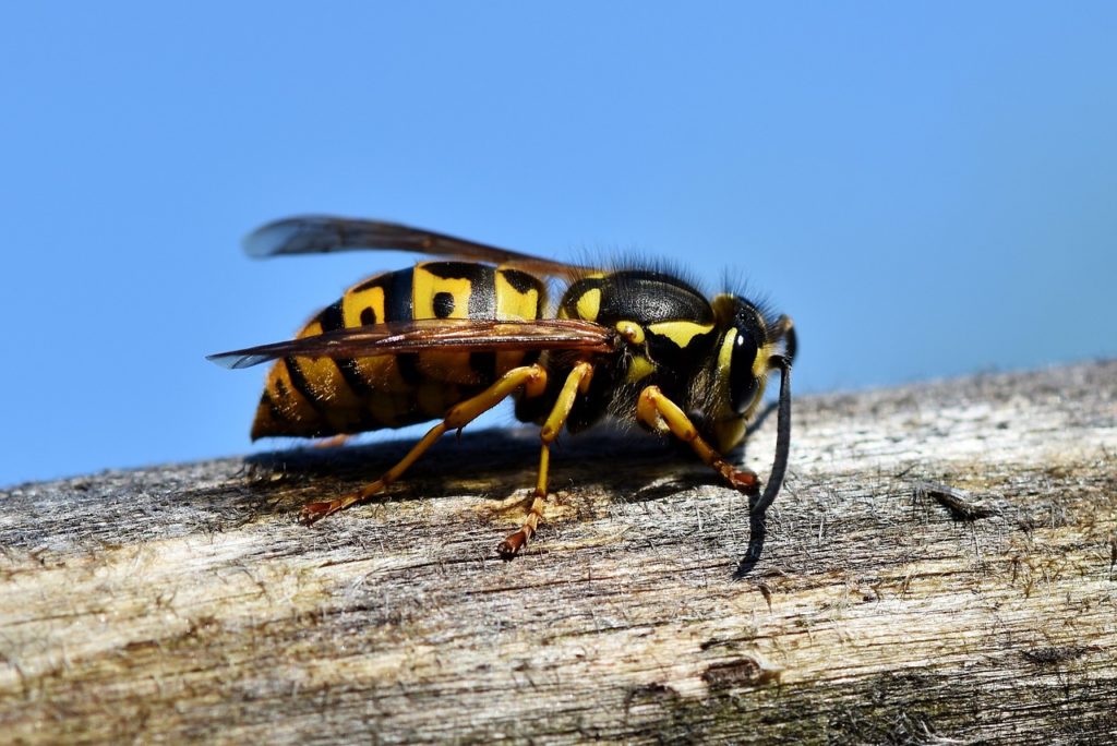 hornet, insect, wasp-3336385.jpg